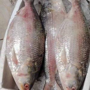 ইলিশ : ৩ পিস ৬ কেজি