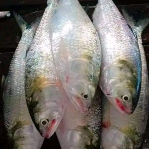 ইলিশ : ৬ পিস ৬ কেজি