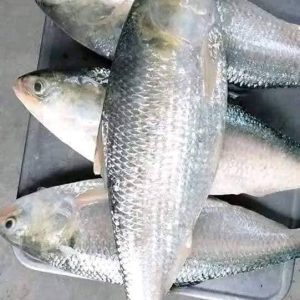ইলিশ : ৪ পিস ৬ কেজি
