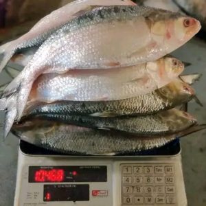 ইলিশ : ৮ পিস ৬ কেজি