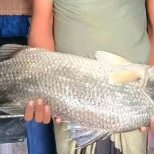 কোরাল ১ কেজি